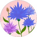 Hajar El profile picture